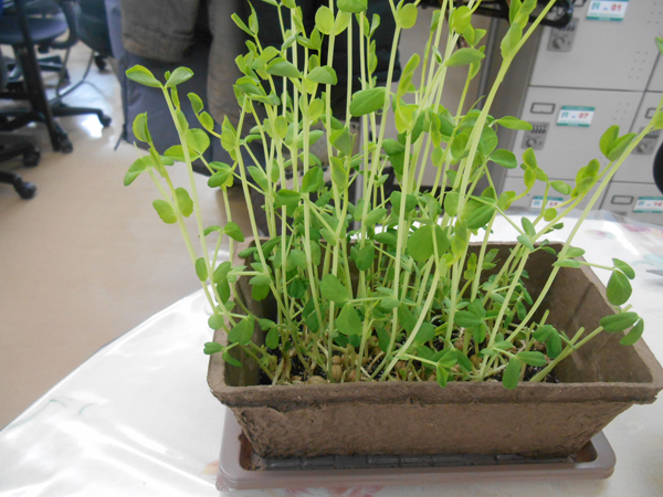 一人農業の続き