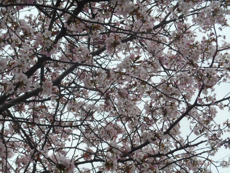 桜、咲きました…。
