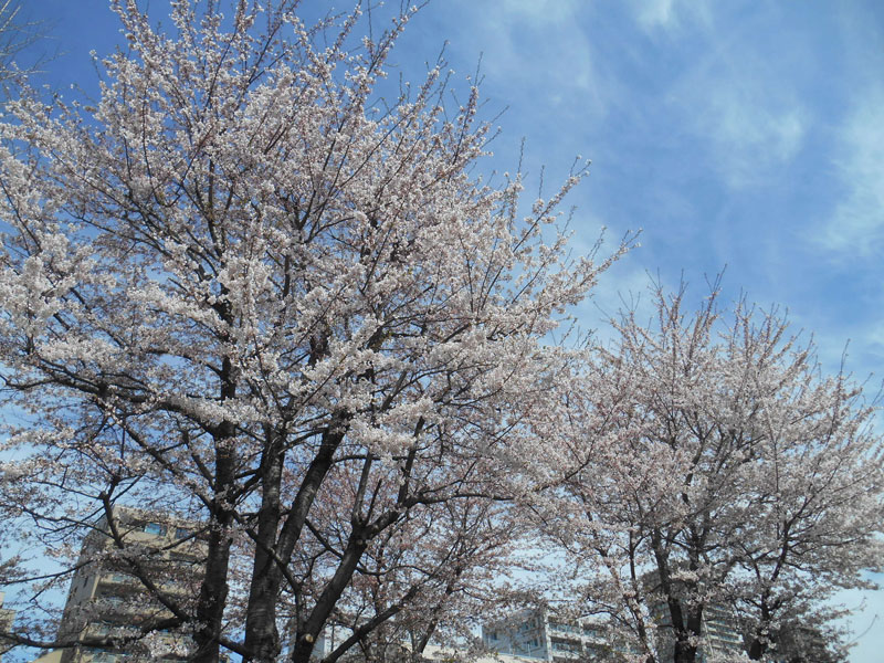 桜、咲きました